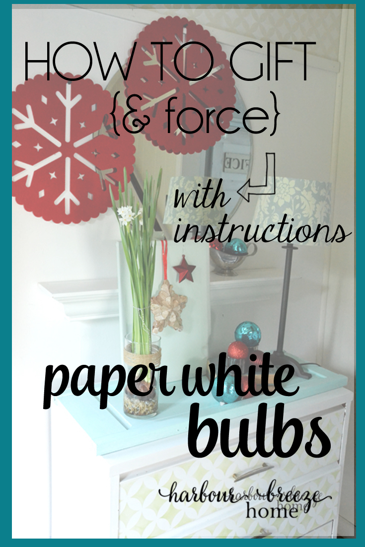 How to gift and grow paper white bulbs on Bildirimlerim