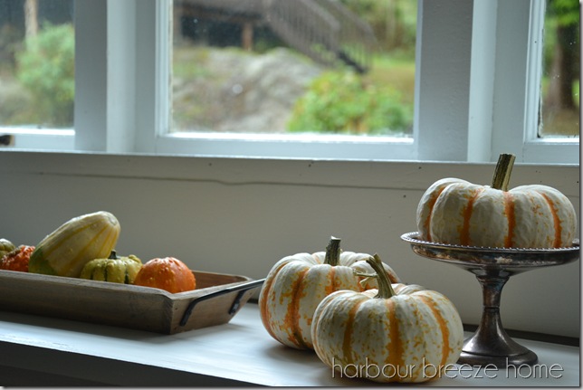 fall pumpkins