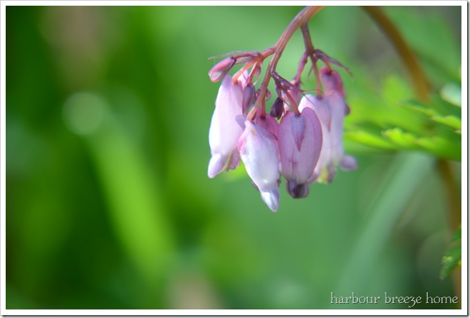 Spring flower