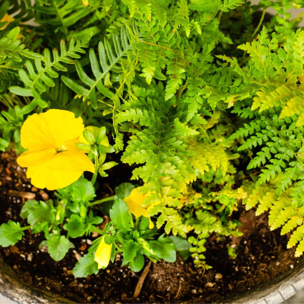 Beginner Guide to Container Gardening