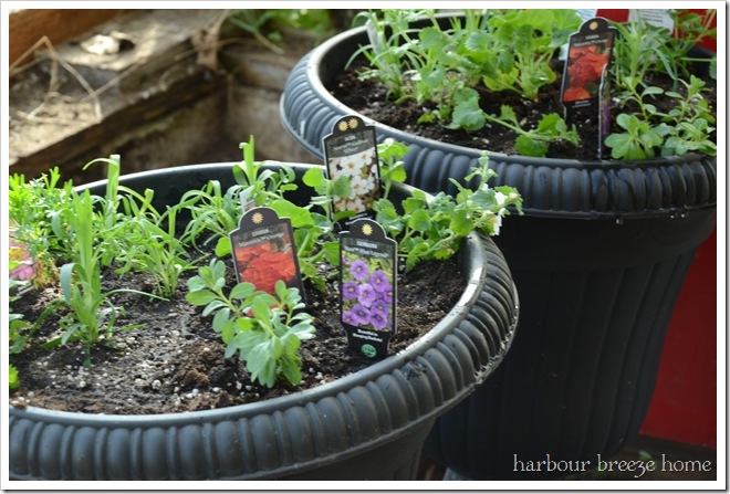 planted container gardens