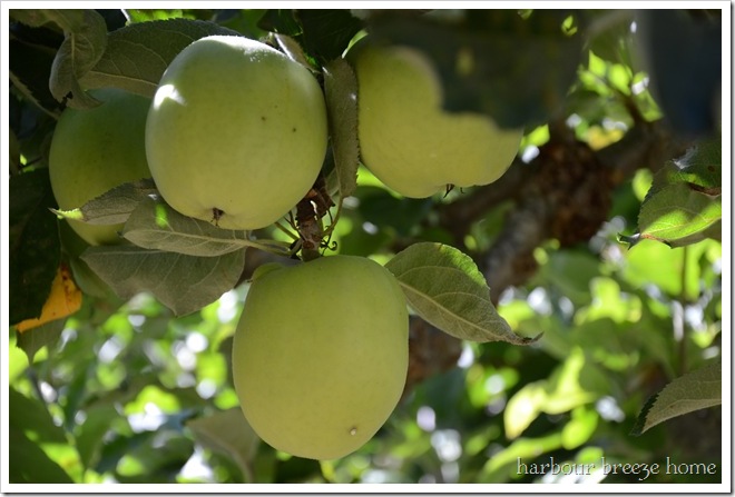apples