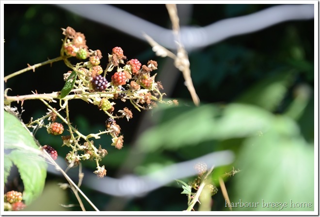 blackberry bush