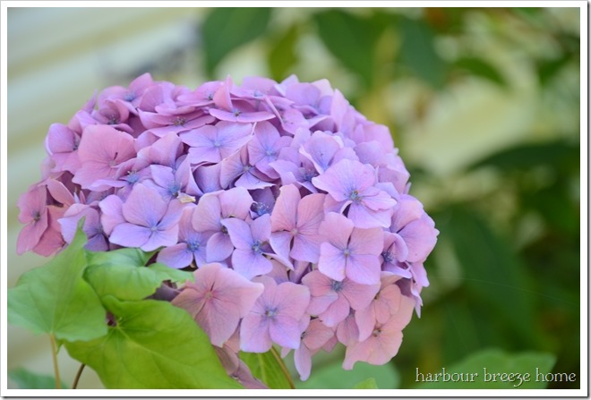 hydrangea