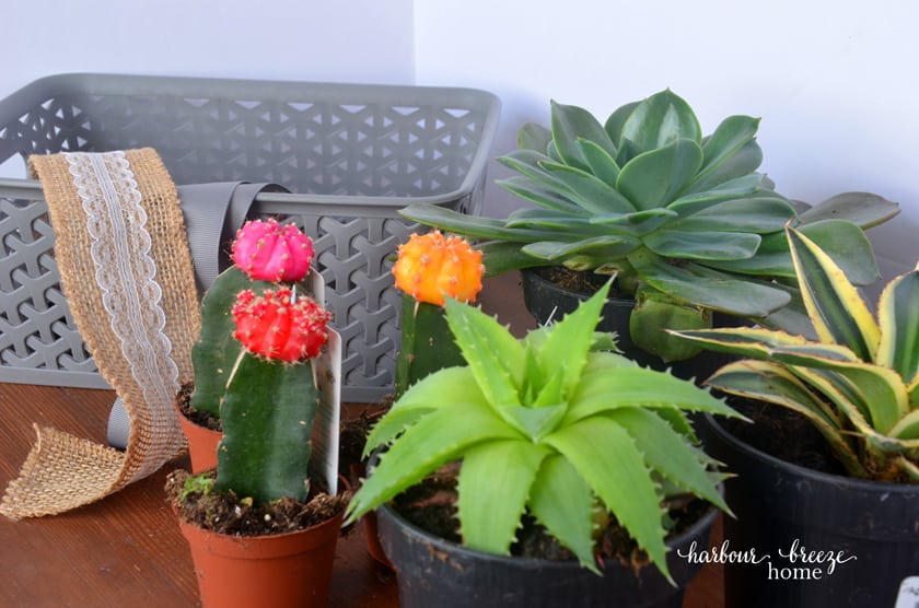3 medium succulant plants and 3 small catcus plants, plus a rectangle basket and ribbon are the supplies you'll need for a DIY sympathy gift basket.