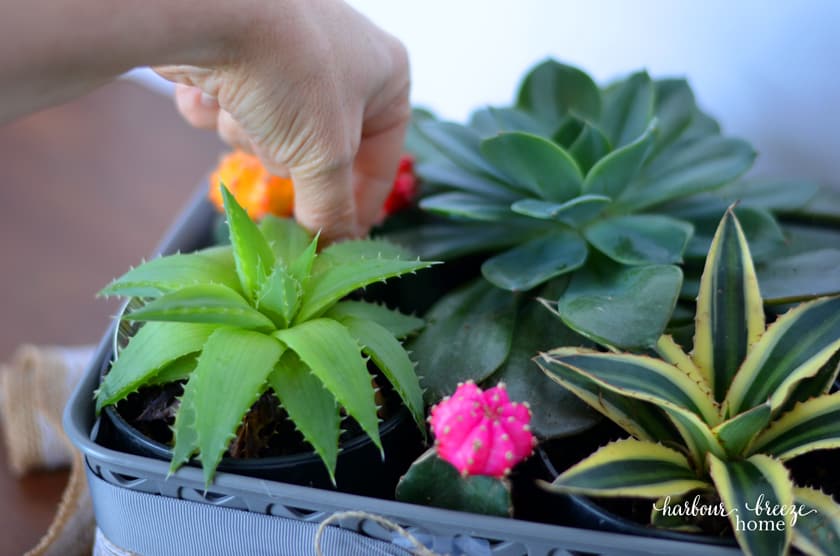 3 small colorful cactus plants are placed in the gaps left between the large plant pots in a DIY succulent gift basket.