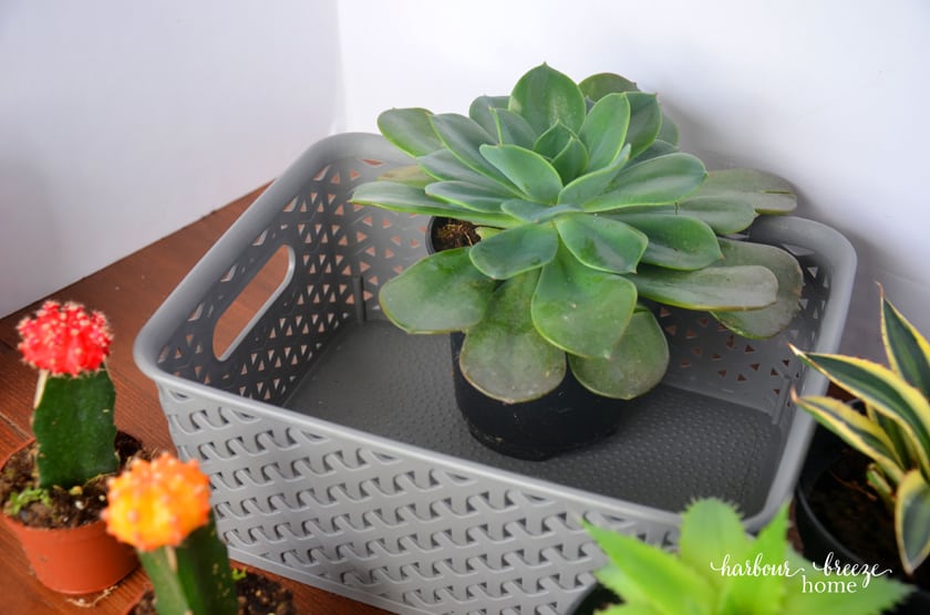 The largest succulent plant with biggest leaves should be placed in the back center of the gray basket.