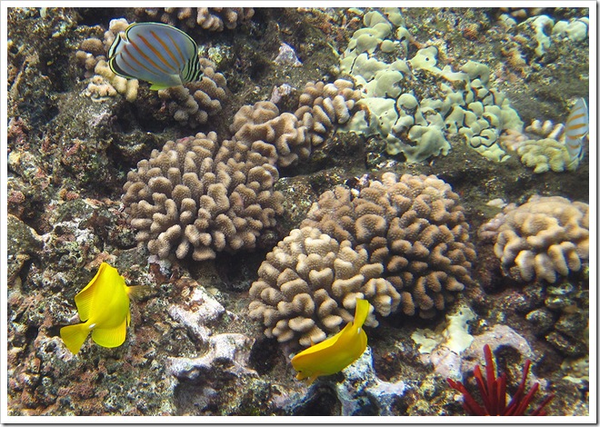 Snorkel Trip to Molokini Crater | Travelling in Hawaii