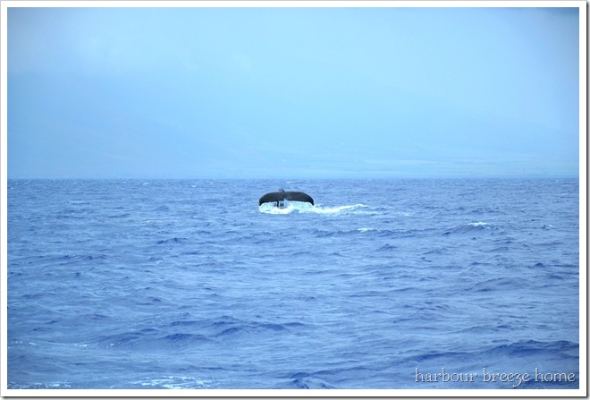 Molokini Crater Snorkel Trip and Hidden Maui Beaches