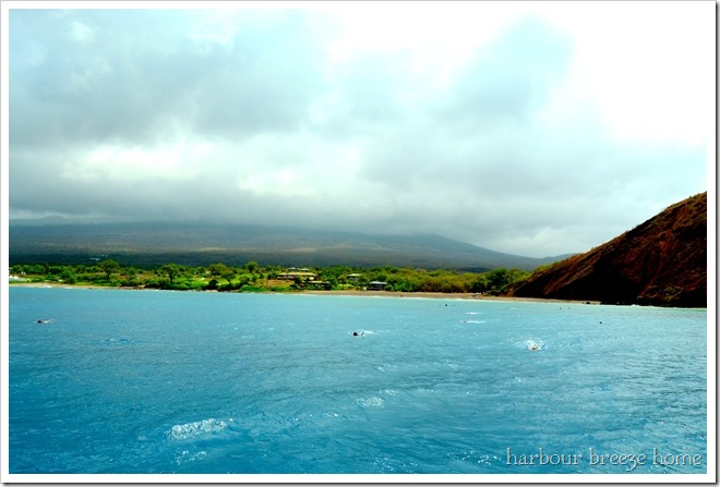 swimming with the turtles at La Perouse Bay