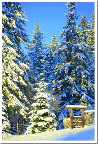 snow on gate