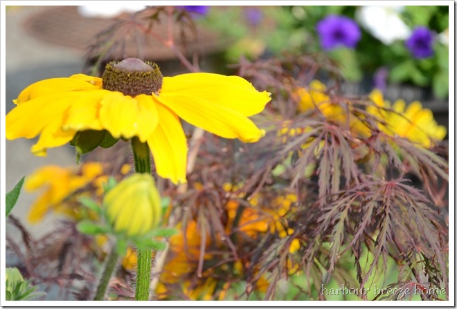 rudbekia flower in yellow