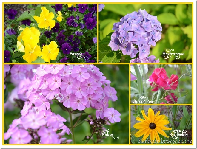 summer flowers with names