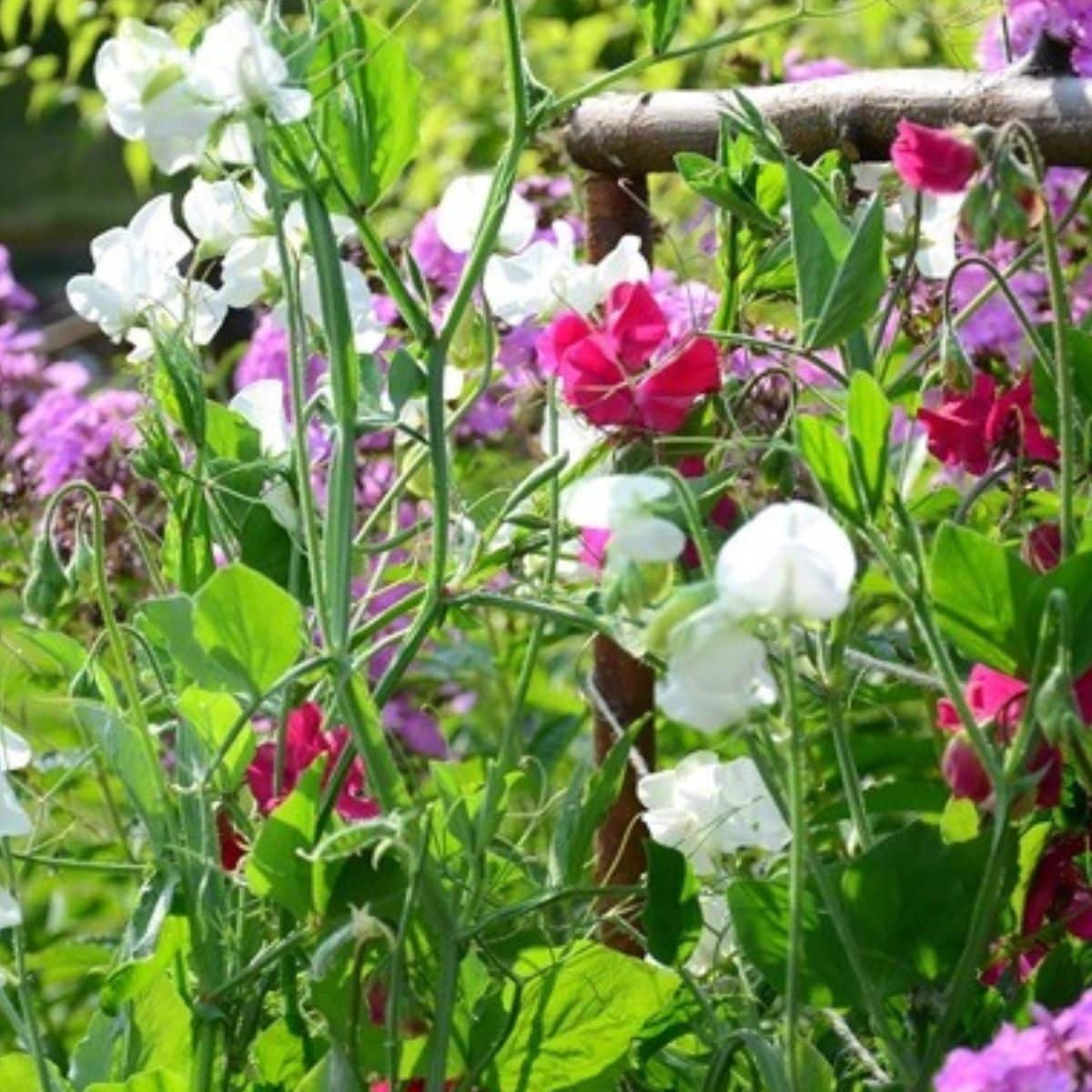 Harvesting Sweet Peas and Summer Blooms