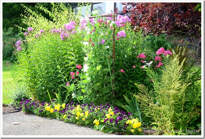 whole sweet pea flower bed in summer