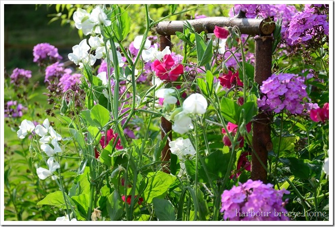 blooming sweet pea flowers climbing a trellis