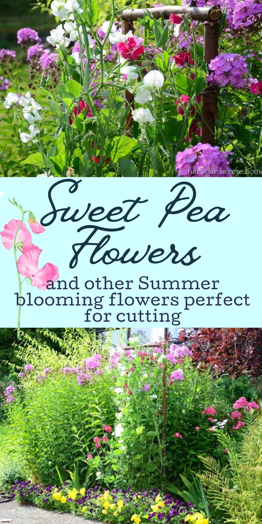 Sweet Peas and Summer Flowers Perfect for Cutting