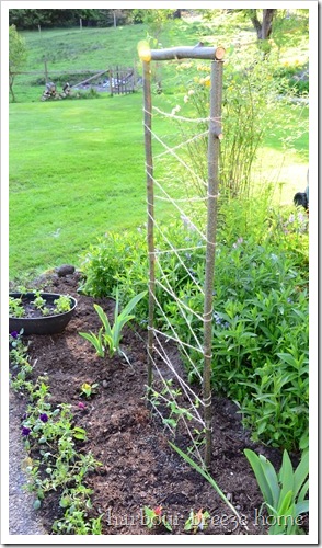 sweet pea lattice