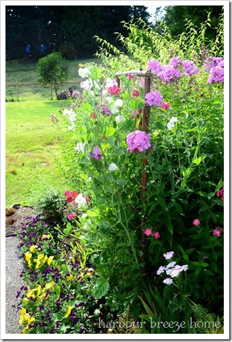 sweet peas