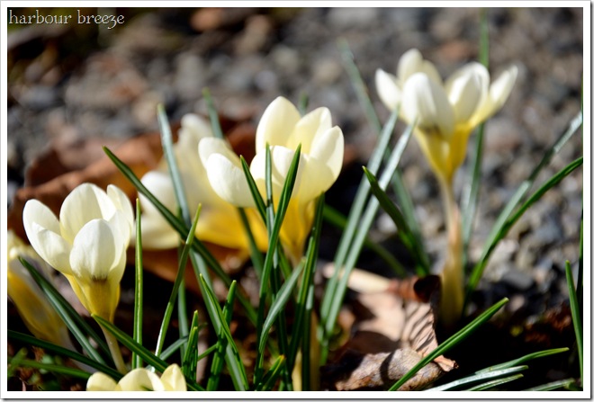 crocus