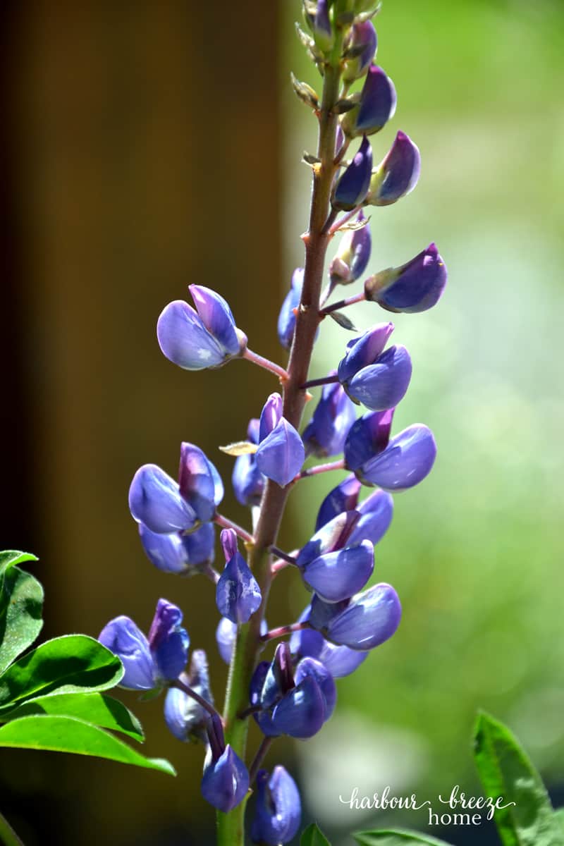 flower ps