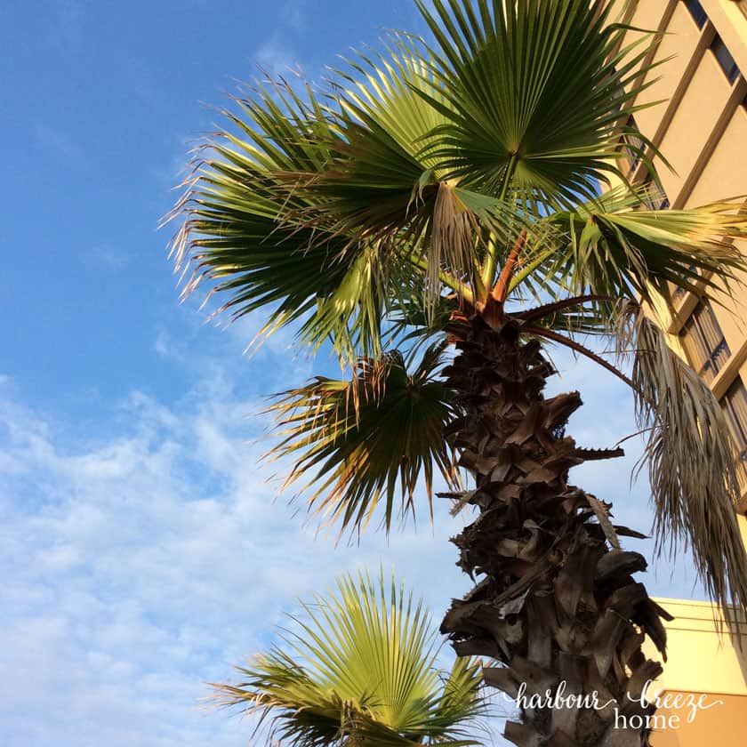 palm tree leaves against a blue sky