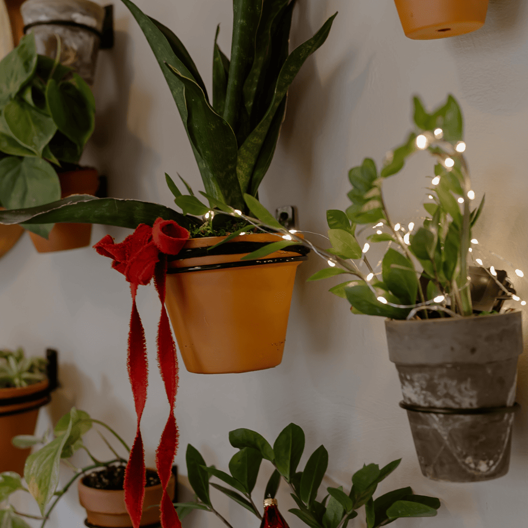 Several potted plants are mounted on a wall. One plant in a terracotta pot is decorated with a red ribbon, while another nearby is wrapped with string lights. The background is a plain, light-colored wall.