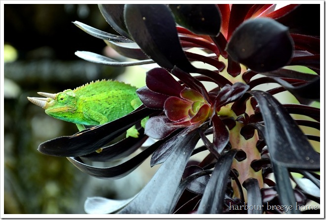 chameleon
