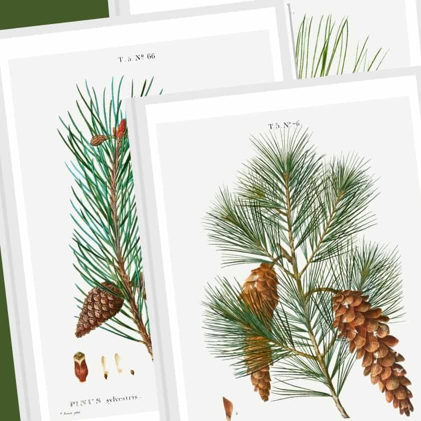 Pine Cone Botanical Prints for Winter Wall Art