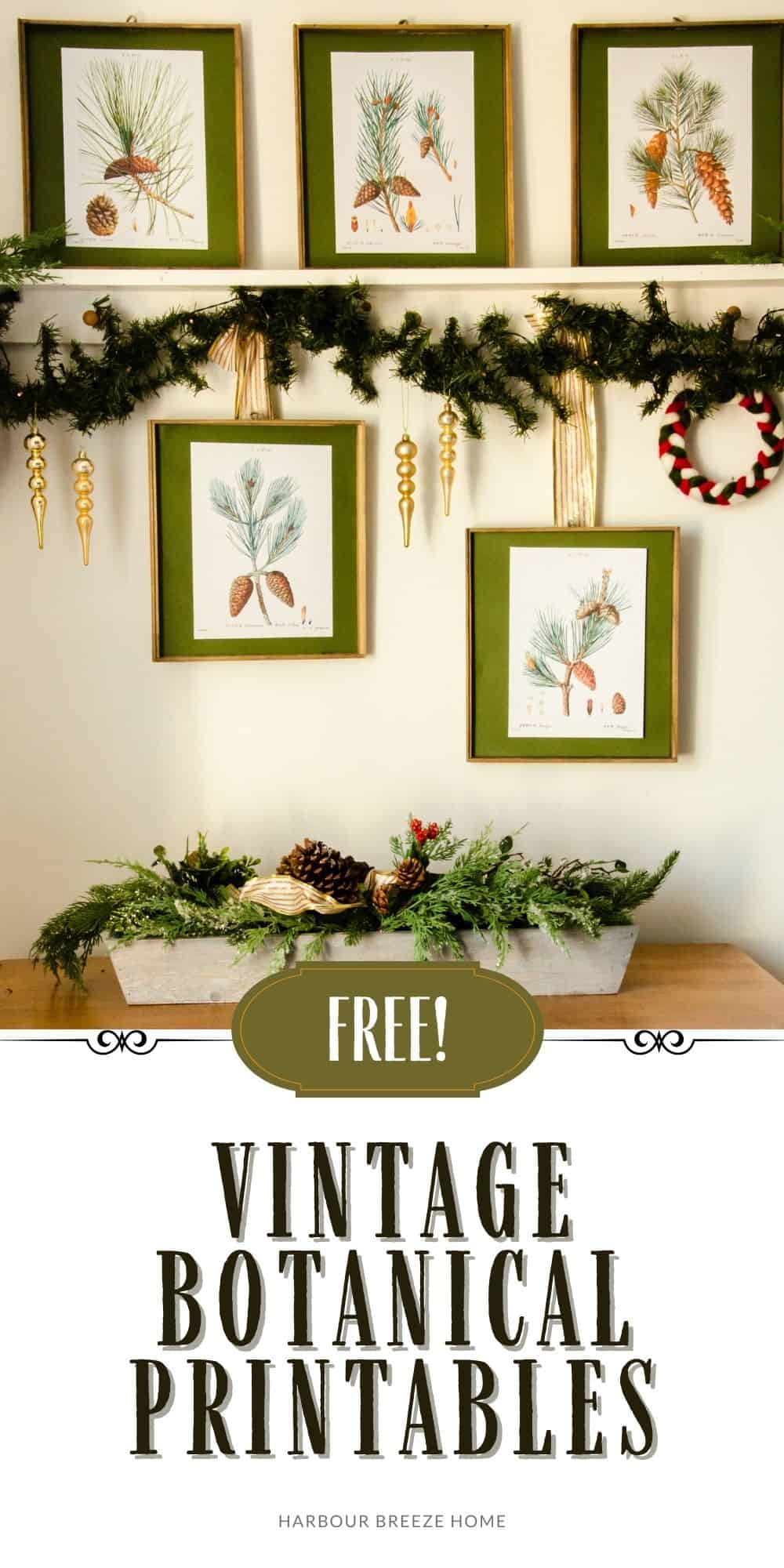 free vintage botanical printables of pine cones