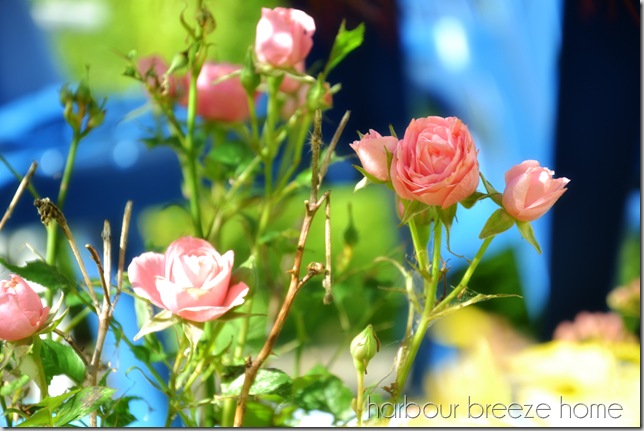 roses in the sun