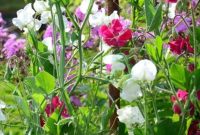 Sweet Peas and Summer Blooms for Gorgeous Cut Flowers