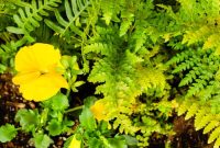How to Plant a Container Garden: A Step-by-Step Guide