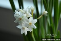 How to Grow Paperwhite Bulbs Indoors