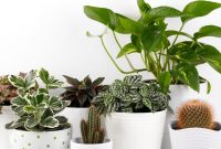 Low-Maintenance Houseplants That Thrive Indoors