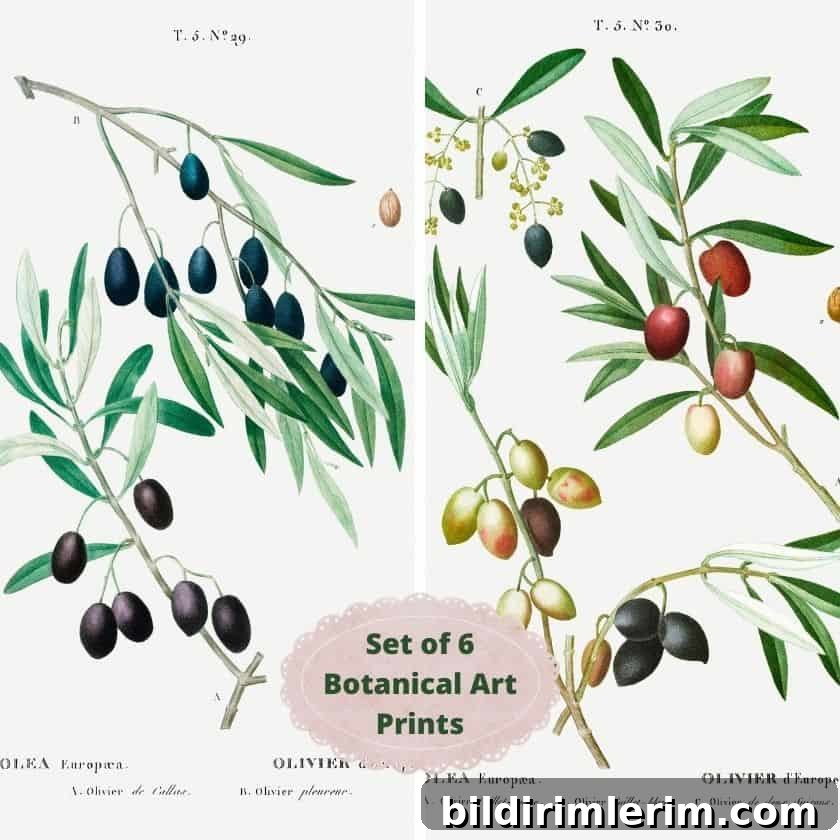 Image for Free Printable Botanical Art Prints - Olive Branches