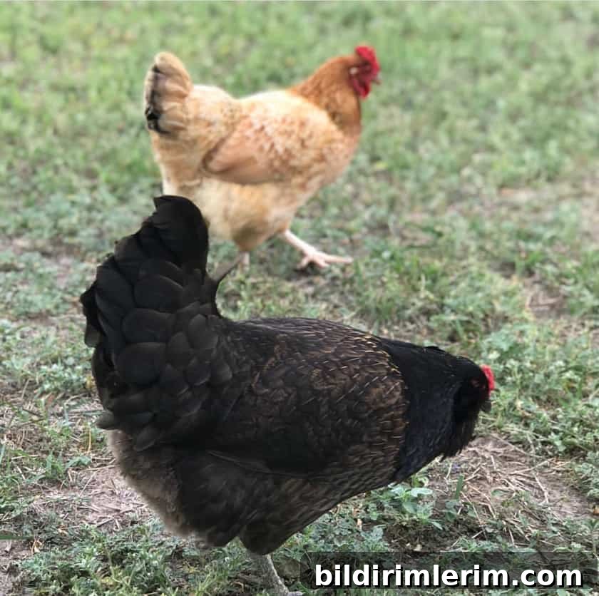 two chickens on a grassy field