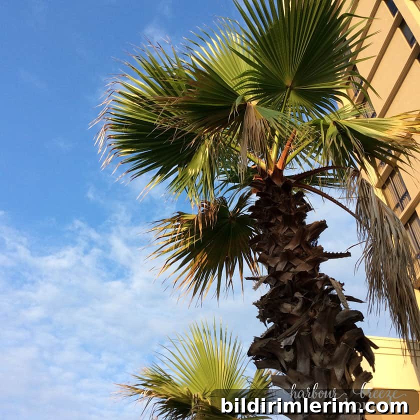 palm tree leaves against a blue sky