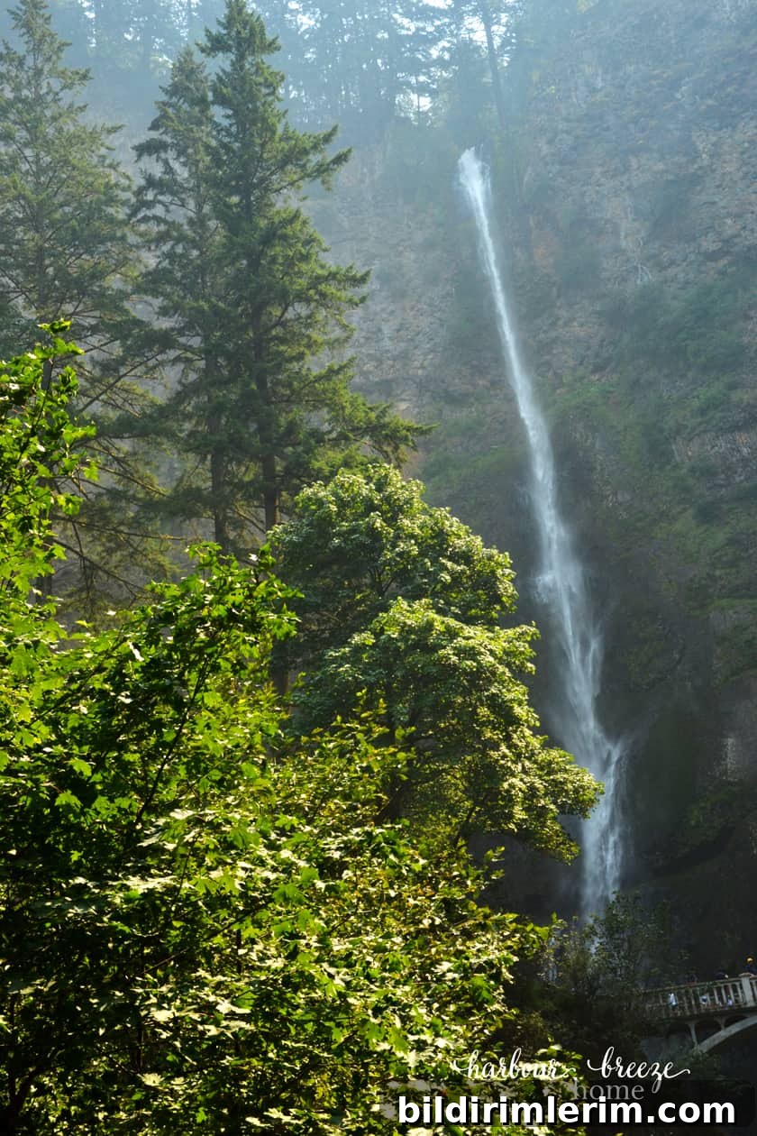 tall waterfall with tree in foreground
