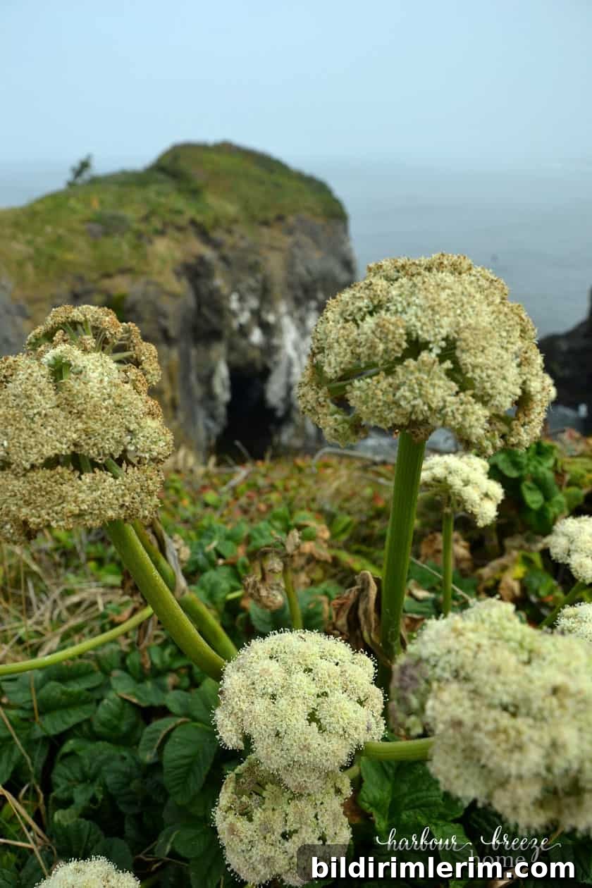close up of white flowers with the ocean behind