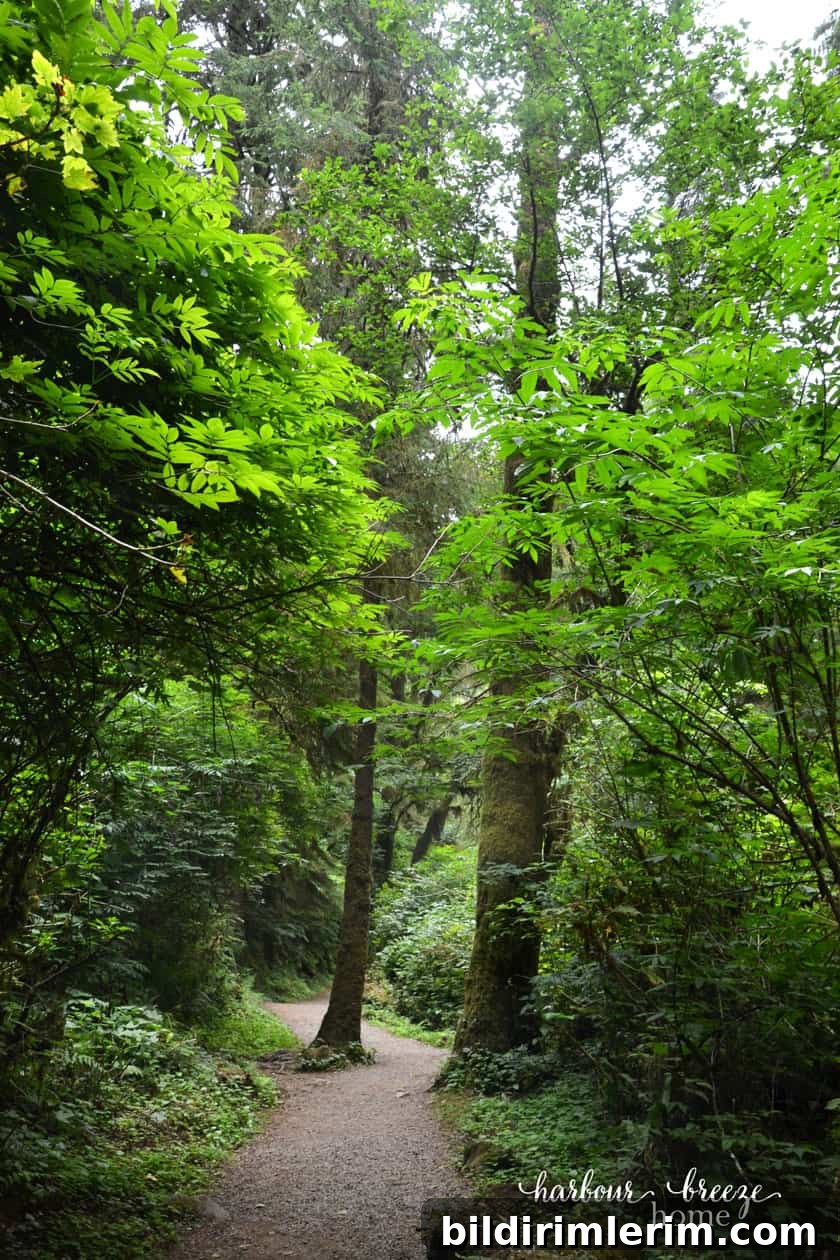 tall trees with a meandering path