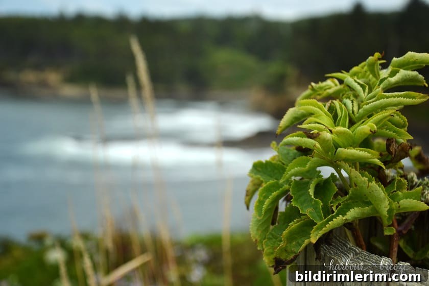 greenery with the ocean behind