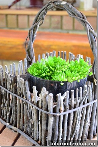 hens and chicks