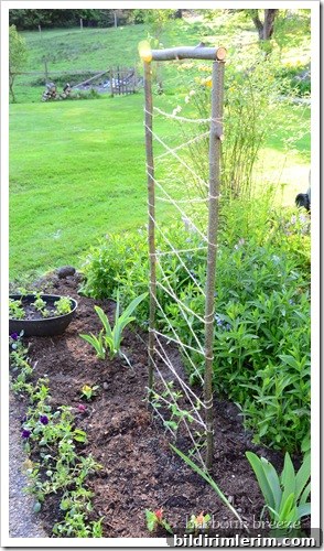sweet pea lattice
