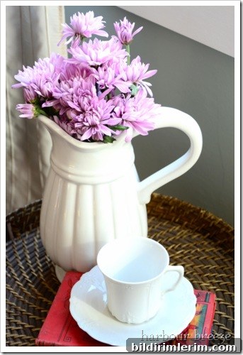 purple mums purple mums