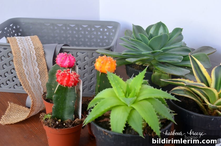 Make a DIY Sympathy Gift Basket to Comfort Someone Grieving 3 3 medium succulant plants and 3 small catcus plants, plus a rectangle basket and ribbon are the supplies you'll need for a DIY sympathy gift basket.