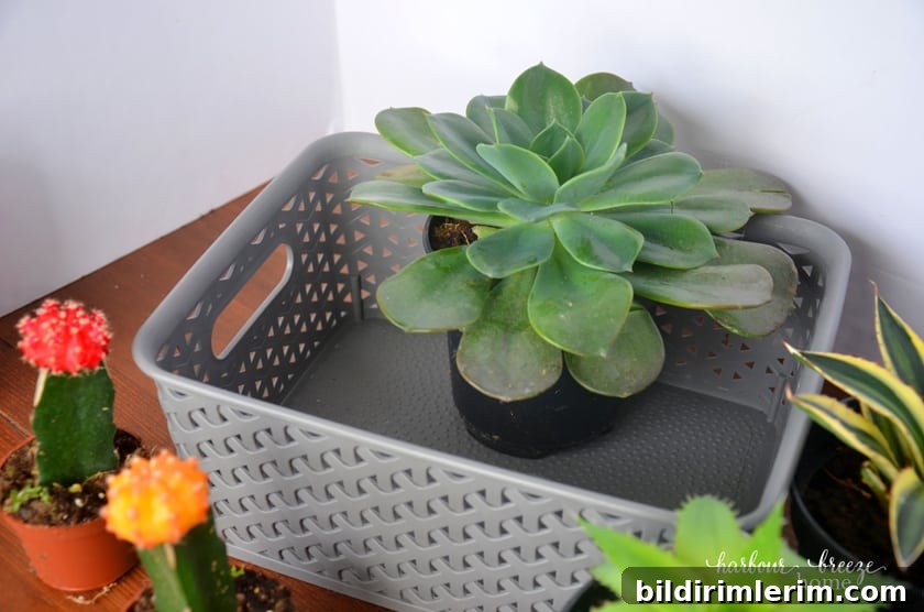 Make a DIY Sympathy Gift Basket to Comfort Someone Grieving 4 The largest succulent plant with biggest leaves should be placed in the back center of the gray basket.