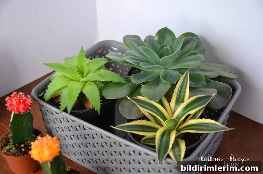 Make a DIY Sympathy Gift Basket to Comfort Someone Grieving 5 A striped leaf plant, lime colored leaf plant, and a hens and chicks plant are positioned in the gray basket to look like a triangle.