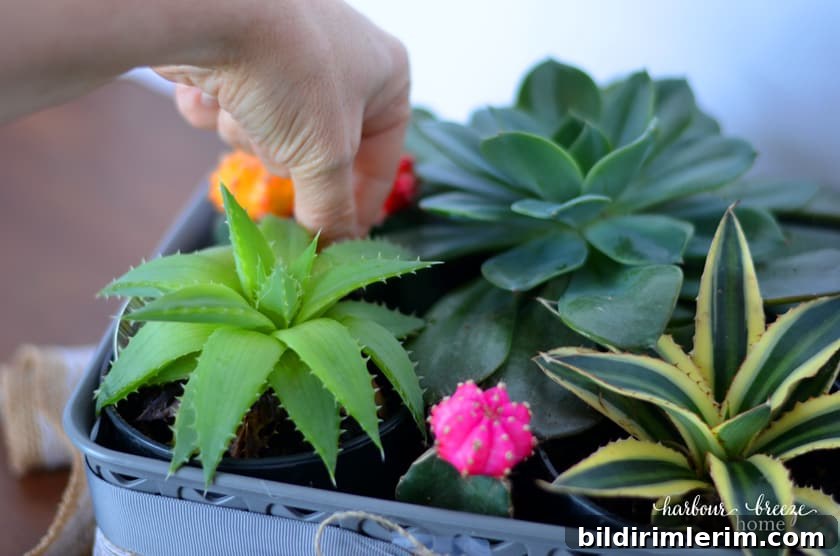 Make a DIY Sympathy Gift Basket to Comfort Someone Grieving 6 3 small colorful cactus plants are placed in the gaps left between the large plant pots in a DIY succulent gift basket.