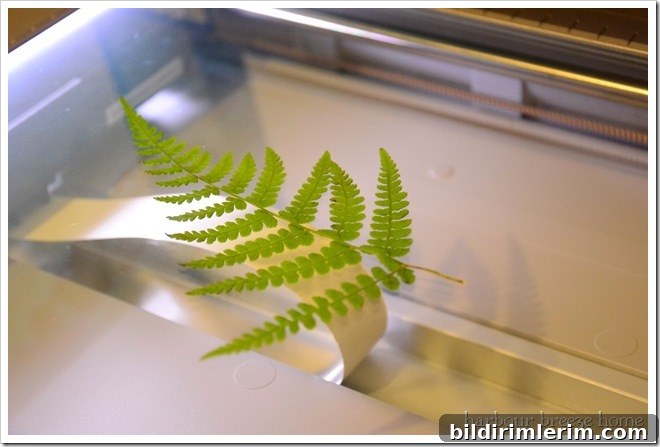 fern leaf on a photocopier window